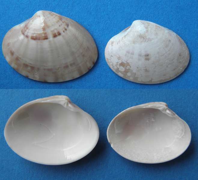 bivalve